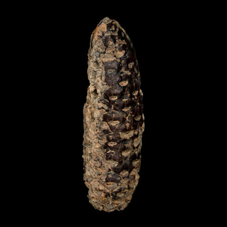 XL 2.3" Fossil Pine Cone Equicalastrobus Replaced By Agate Eocene Age Seeds Fruit