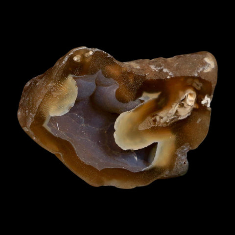 2.6" Agatized Coral Slab Fossil Oligocene and Miocene Epochs Tampa Bay Florida