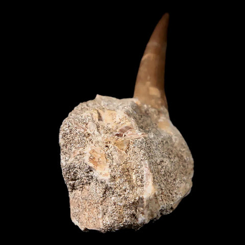1.4" Plesiosaur Zarafasaura Tooth Fossil In Matrix Cretaceous Dinosaur Era COA - Fossil Age Minerals