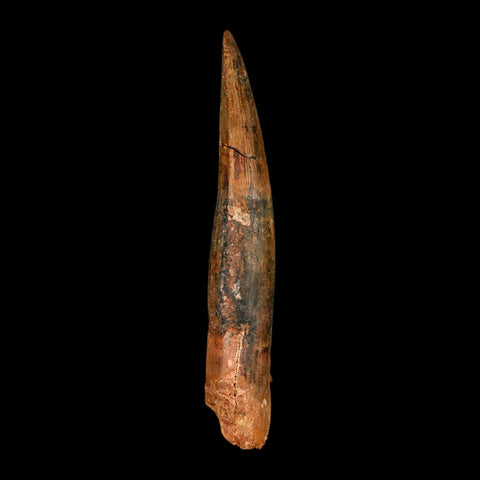 XL 4.2" Spinosaurus Fossil Tooth 100 Million Years Old Cretaceous Dinosaur COA - Fossil Age Minerals