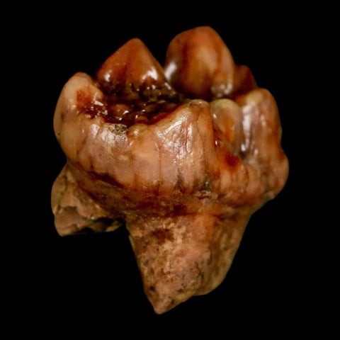 1.2" Extinct Cave Bear Ursus Spelaeus Pre Molar Tooth Rooted Pleistocene Age COA, Stand
