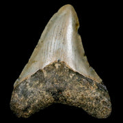 2.4" Quality Megalodon Shark Tooth Serrated Fossil Natural Miocene Age COA