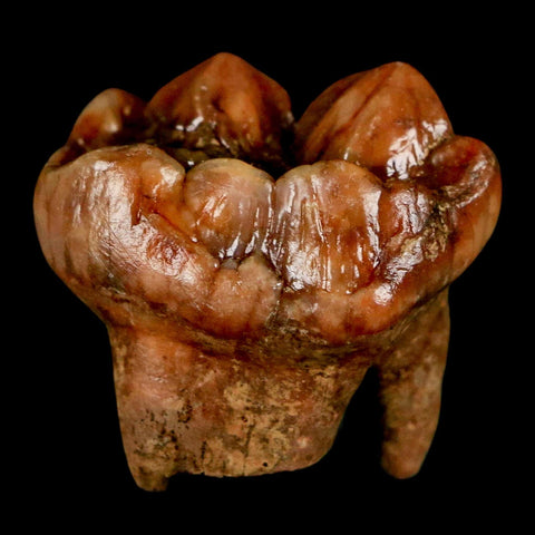 1.2" Extinct Cave Bear Ursus Spelaeus Pre Molar Tooth Rooted Pleistocene Age COA, Stand