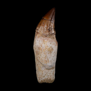 XL 4.5