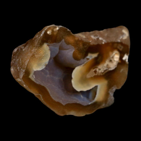 2.6" Agatized Coral Slab Fossil Oligocene and Miocene Epochs Tampa Bay Florida