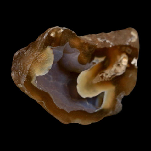 2.6" Agatized Coral Slab Fossil Oligocene and Miocene Epochs Tampa Bay Florida