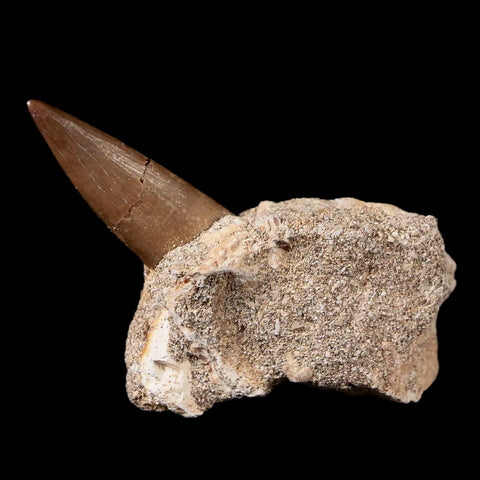 1.4" Plesiosaur Zarafasaura Tooth Fossil In Matrix Cretaceous Dinosaur Era COA - Fossil Age Minerals