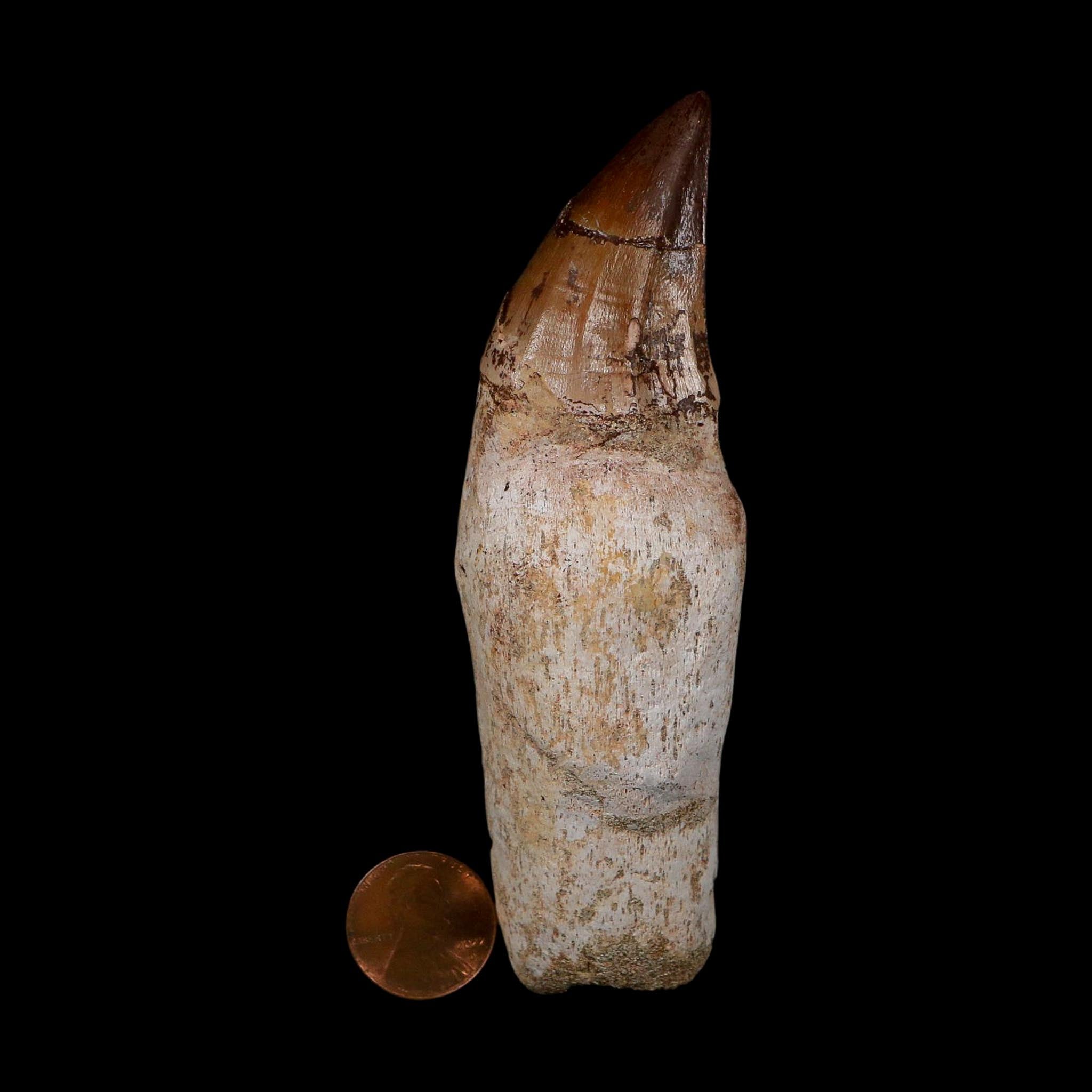 XL 4.5" Mosasaur Prognathodon Fossil Tooth Rooted Cretaceous Dinosaur Era COA