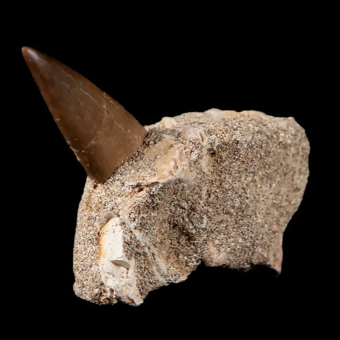 1.4" Plesiosaur Zarafasaura Tooth Fossil In Matrix Cretaceous Dinosaur Era COA - Fossil Age Minerals