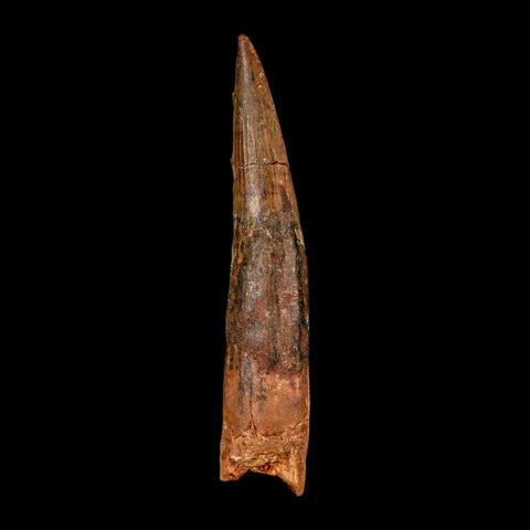 XL 4.2" Spinosaurus Fossil Tooth 100 Million Years Old Cretaceous Dinosaur COA - Fossil Age Minerals