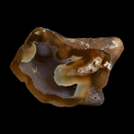 2.6" Agatized Coral Slab Fossil Oligocene and Miocene Epochs Tampa Bay Florida