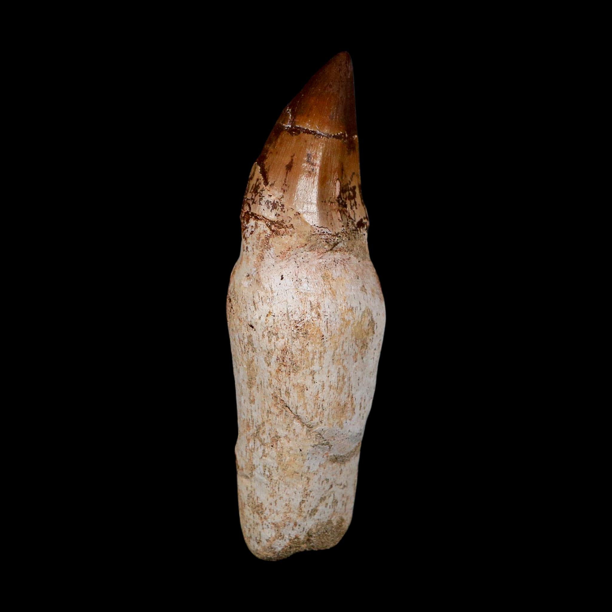 XL 4.5" Mosasaur Prognathodon Fossil Tooth Rooted Cretaceous Dinosaur Era COA