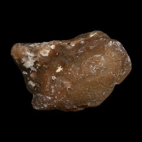 2.6" Agatized Coral Slab Fossil Oligocene and Miocene Epochs Tampa Bay Florida