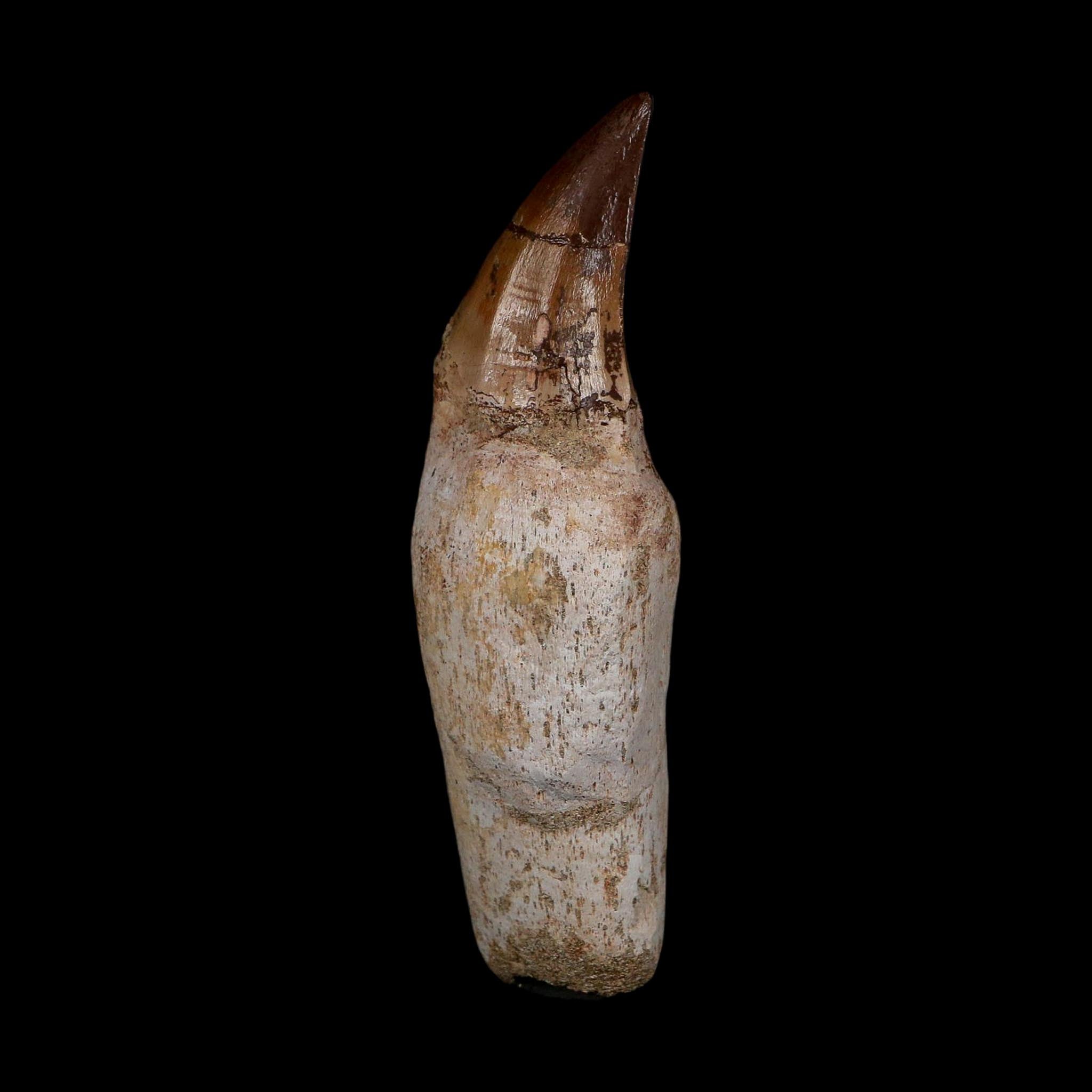 XL 4.5" Mosasaur Prognathodon Fossil Tooth Rooted Cretaceous Dinosaur Era COA