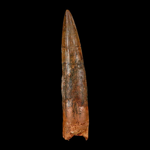 XL 4.2" Spinosaurus Fossil Tooth 100 Million Years Old Cretaceous Dinosaur COA - Fossil Age Minerals