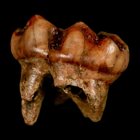 1.2" Extinct Cave Bear Ursus Spelaeus Pre Molar Tooth Rooted Pleistocene Age COA, Stand
