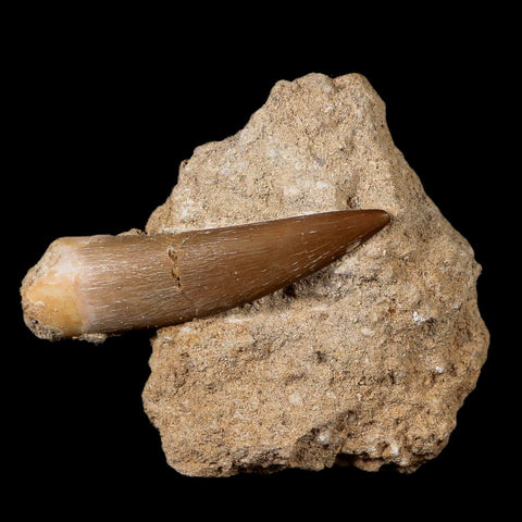 XL 2" Plesiosaur Zarafasaura Tooth Fossil In Matrix Cretaceous Dinosaur Era COA - Fossil Age Minerals