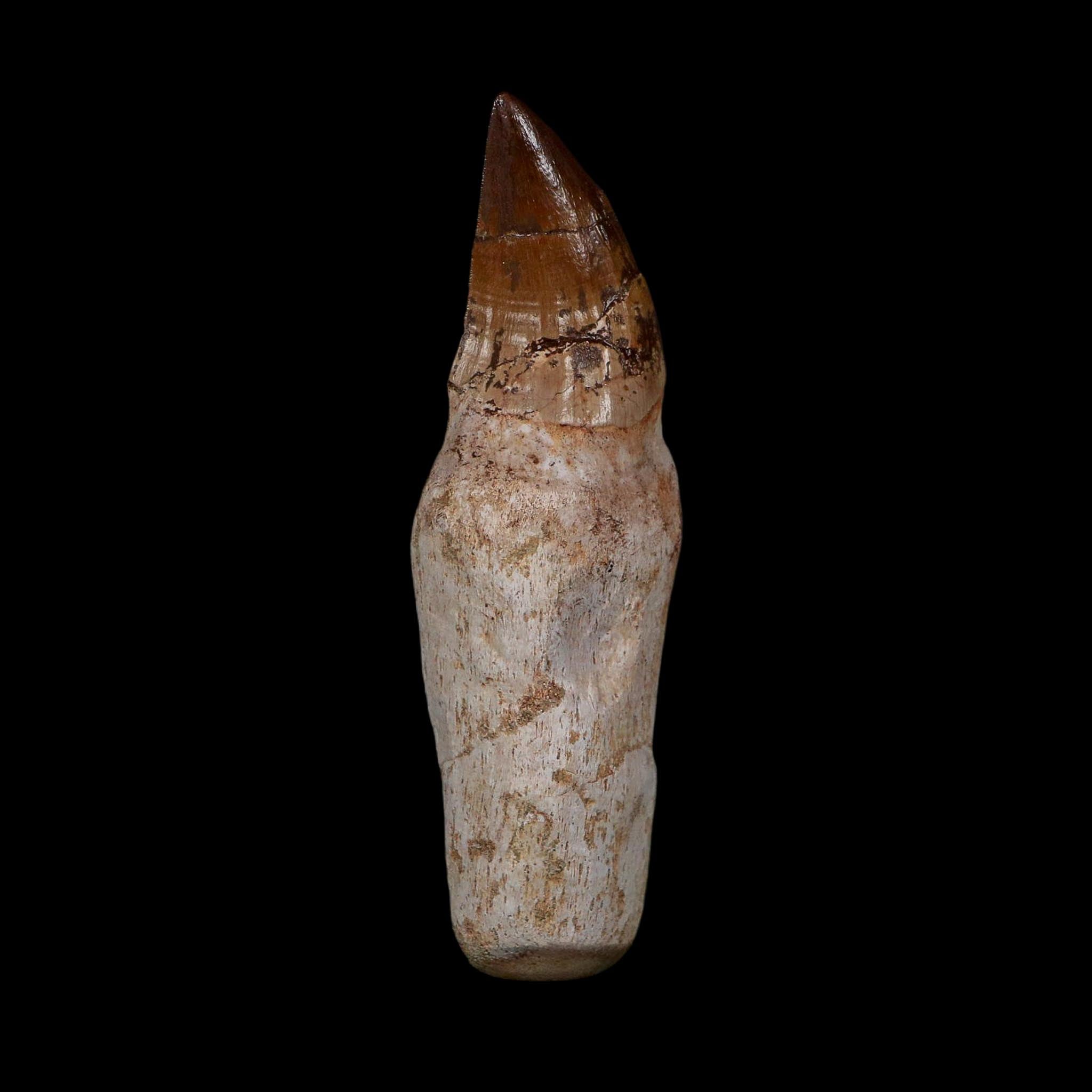 XL 4.5" Mosasaur Prognathodon Fossil Tooth Rooted Cretaceous Dinosaur Era COA
