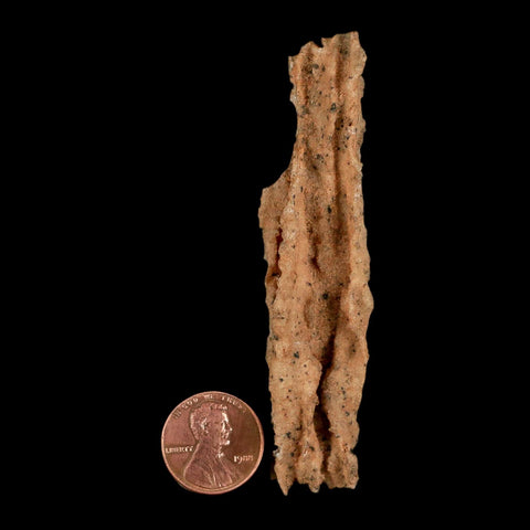 3.3" Fulgurite Petrified Lightning Strike Glass Sahara Desert Algeria - Fossil Age Minerals