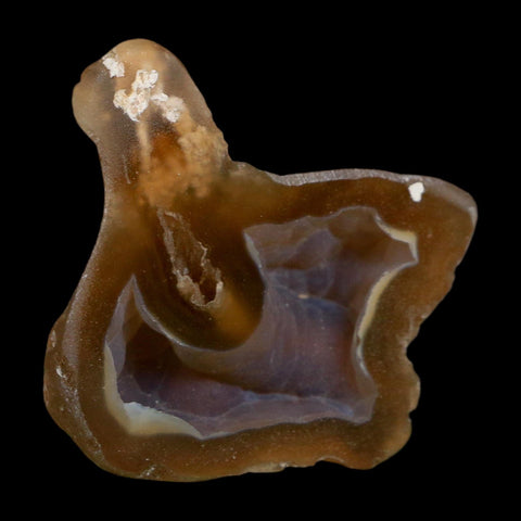 1.9" Agatized Coral Slab Fossil Oligocene and Miocene Epochs Tampa Bay Florida
