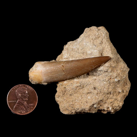 XL 2" Plesiosaur Zarafasaura Tooth Fossil In Matrix Cretaceous Dinosaur Era COA - Fossil Age Minerals