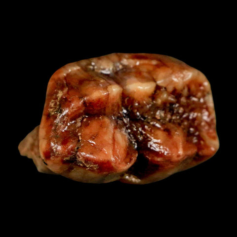 1.2" Extinct Cave Bear Ursus Spelaeus Pre Molar Tooth Rooted Pleistocene Age COA, Stand