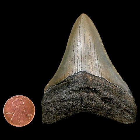 2.6" Quality Megalodon Shark Tooth Serrated Fossil Natural Miocene Age COA - Fossil Age Minerals