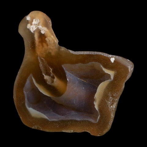 1.9" Agatized Coral Slab Fossil Oligocene and Miocene Epochs Tampa Bay Florida