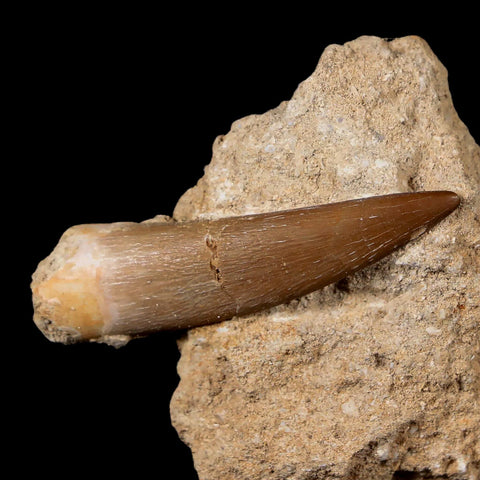 XL 2" Plesiosaur Zarafasaura Tooth Fossil In Matrix Cretaceous Dinosaur Era COA - Fossil Age Minerals