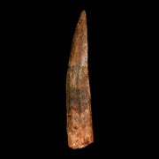 XL 4.2" Spinosaurus Fossil Tooth 100 Million Years Old Cretaceous Dinosaur COA