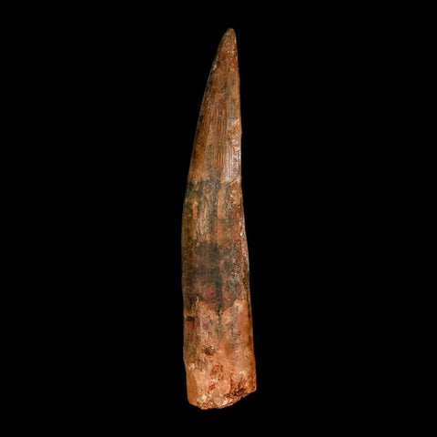 XL 4.2" Spinosaurus Fossil Tooth 100 Million Years Old Cretaceous Dinosaur COA - Fossil Age Minerals