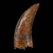 1.6" Nanotyrannus Tyrannosaurus Fossil Tooth Dinosaur Lance Creek WY COA Display