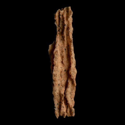 3.3" Fulgurite Petrified Lightning Strike Glass Sahara Desert Algeria - Fossil Age Minerals