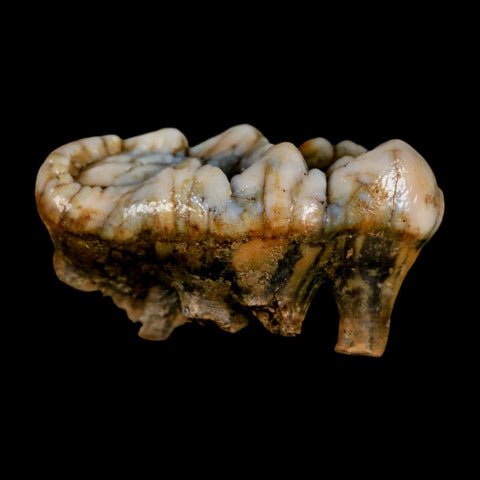 1.7" Extinct Cave Bear Ursus Spelaeus Molar Tooth Rooted Pleistocene Age COA