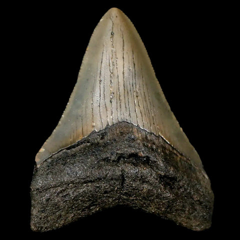 2.6" Quality Megalodon Shark Tooth Serrated Fossil Natural Miocene Age COA - Fossil Age Minerals
