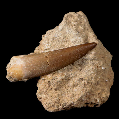 XL 2" Plesiosaur Zarafasaura Tooth Fossil In Matrix Cretaceous Dinosaur Era COA - Fossil Age Minerals