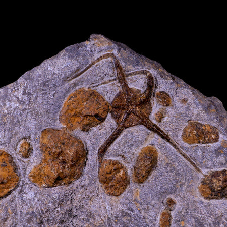 3.5" Brittlestar Ophiura Sp Starfish Fossil Ordovician Age Morocco COA & Stand