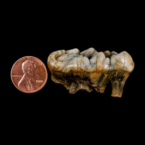 1.7" Extinct Cave Bear Ursus Spelaeus Molar Tooth Rooted Pleistocene Age COA