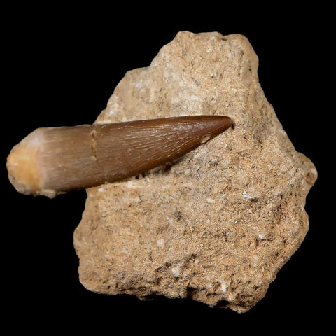 XL 2" Plesiosaur Zarafasaura Tooth Fossil In Matrix Cretaceous Dinosaur Era COA - Fossil Age Minerals