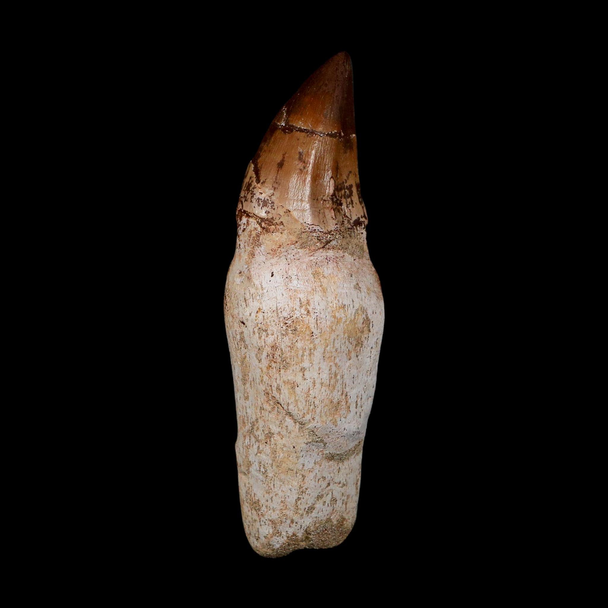 XL 4.5" Mosasaur Prognathodon Fossil Tooth Rooted Cretaceous Dinosaur Era COA