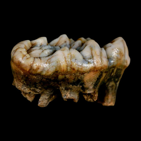 1.7" Extinct Cave Bear Ursus Spelaeus Molar Tooth Rooted Pleistocene Age COA