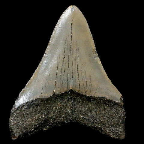 2.6" Quality Megalodon Shark Tooth Serrated Fossil Natural Miocene Age COA - Fossil Age Minerals