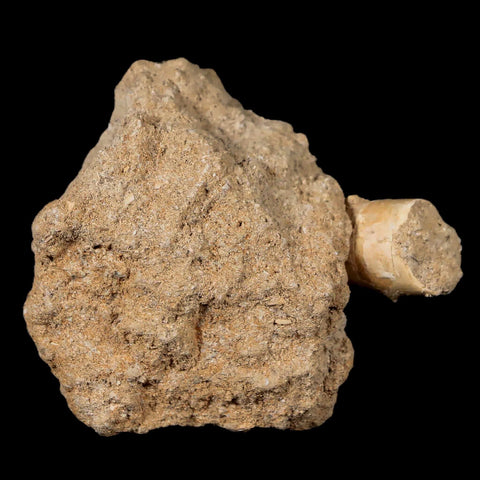 XL 2" Plesiosaur Zarafasaura Tooth Fossil In Matrix Cretaceous Dinosaur Era COA - Fossil Age Minerals