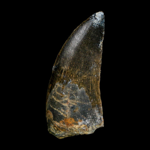 1.9" Carcharodontosaurus Fossil Tooth Cretaceous Dinosaur Morocco COA Stand
