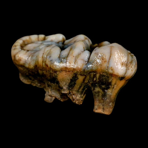 1.7" Extinct Cave Bear Ursus Spelaeus Molar Tooth Rooted Pleistocene Age COA
