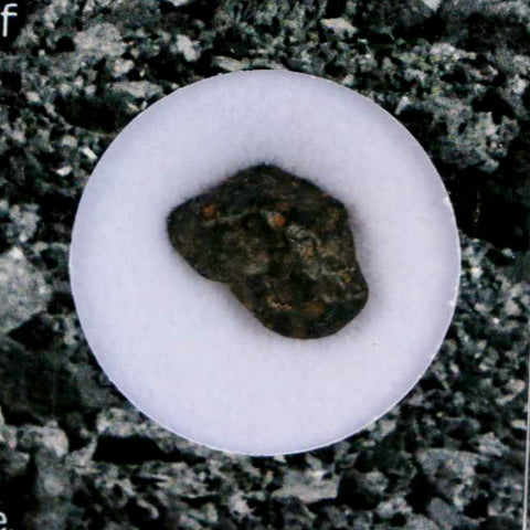 0.5" CV3 Carbonaceous Chondrite Meteorite Specimen CAIS Display - Fossil Age Minerals