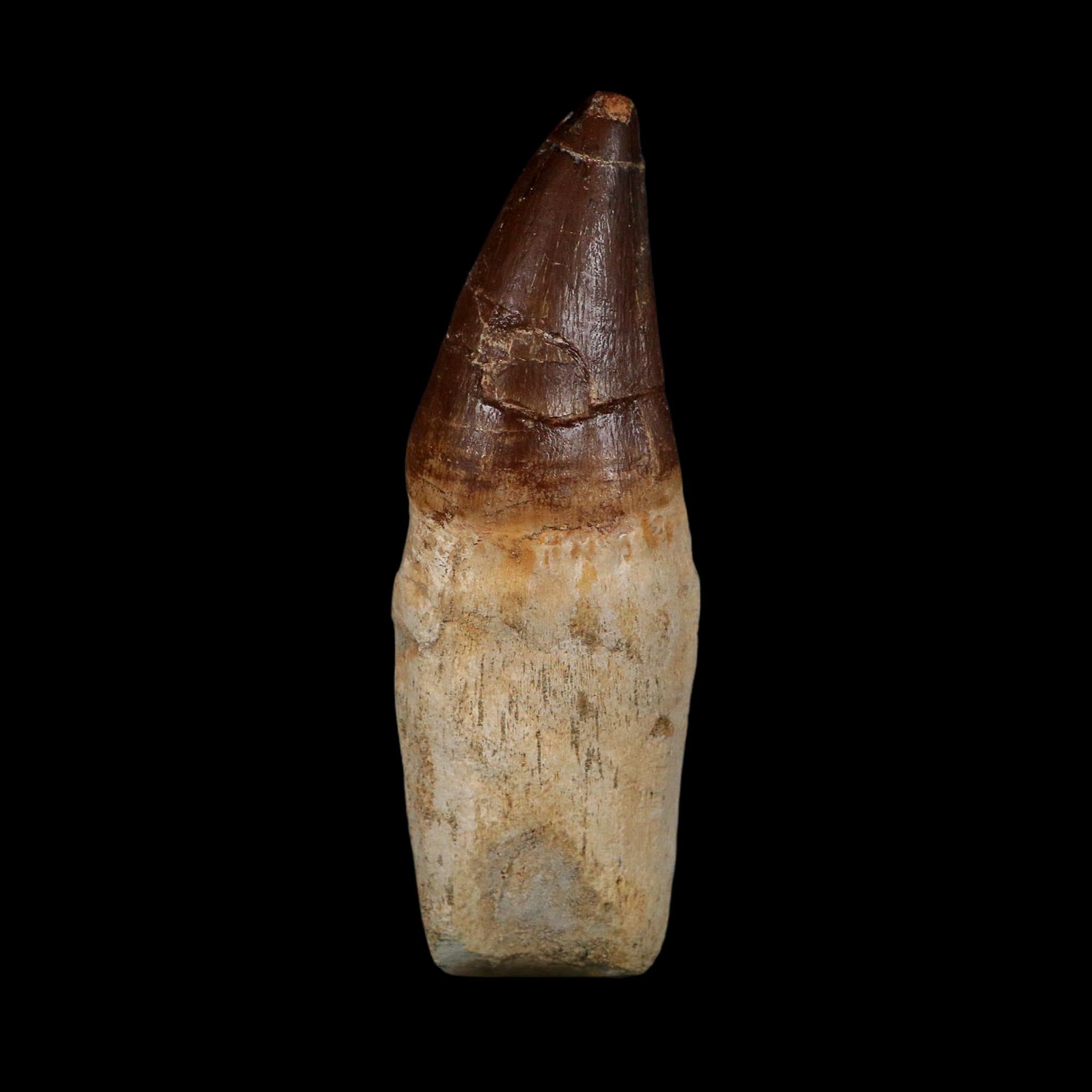 XL 4.3" Mosasaur Prognathodon Fossil Tooth Rooted Cretaceous Dinosaur Era COA