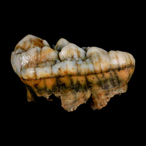 1.7" Extinct Cave Bear Ursus Spelaeus Molar Tooth Rooted Pleistocene Age COA