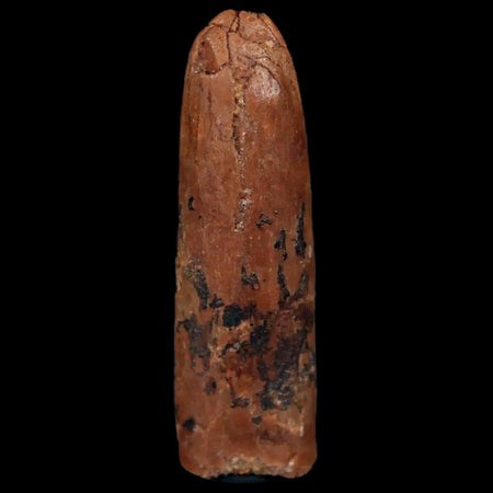 1.7" Rebbachisaurus Sauropod Fossil Tooth Early Cretaceous Dinosaur COA, Display