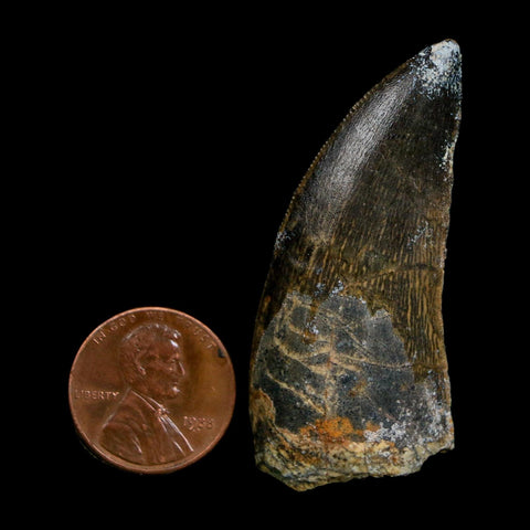 1.9" Carcharodontosaurus Fossil Tooth Cretaceous Dinosaur Morocco COA Stand
